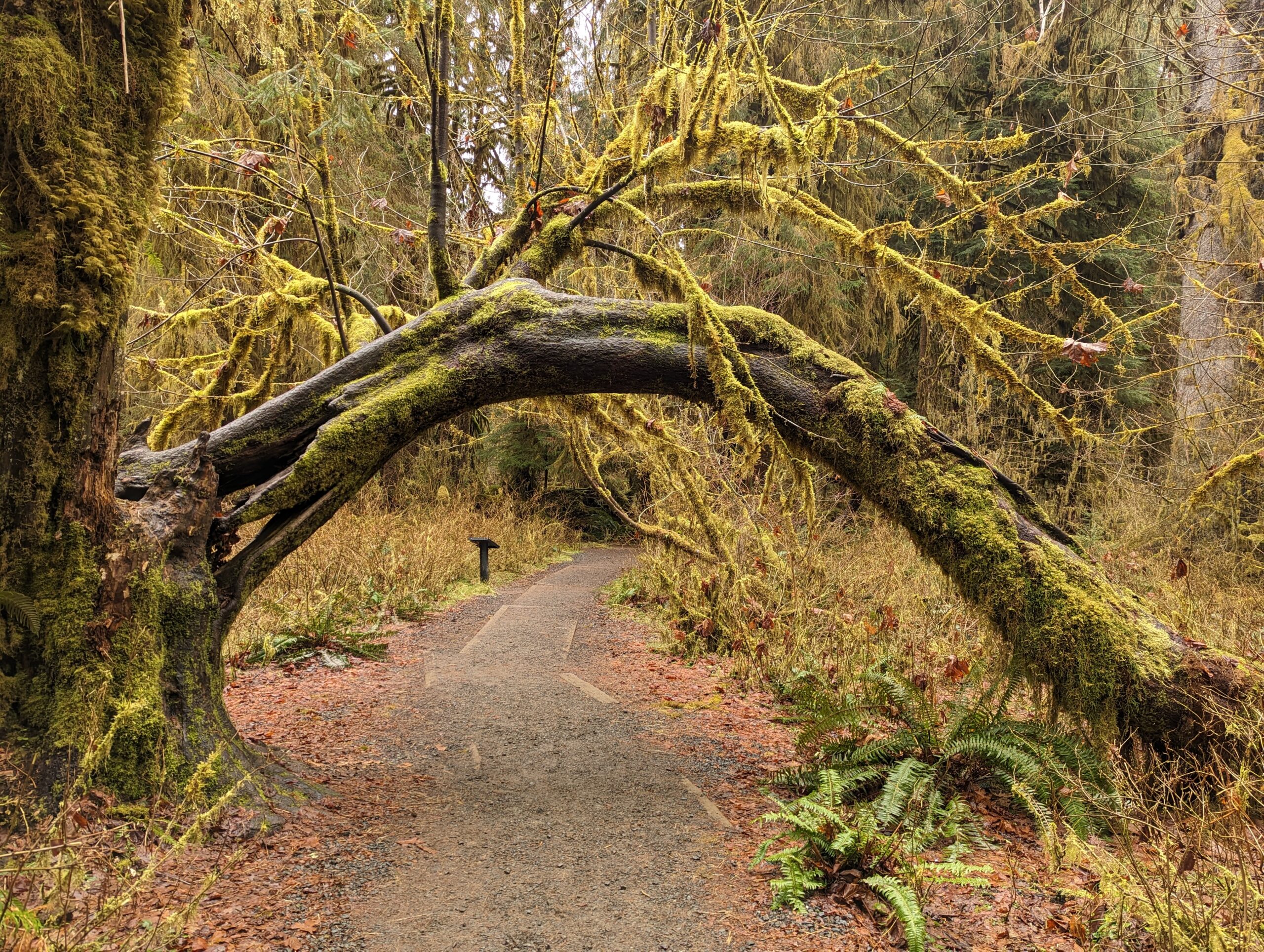 A day in Olympic National Park – Where Kate's Been