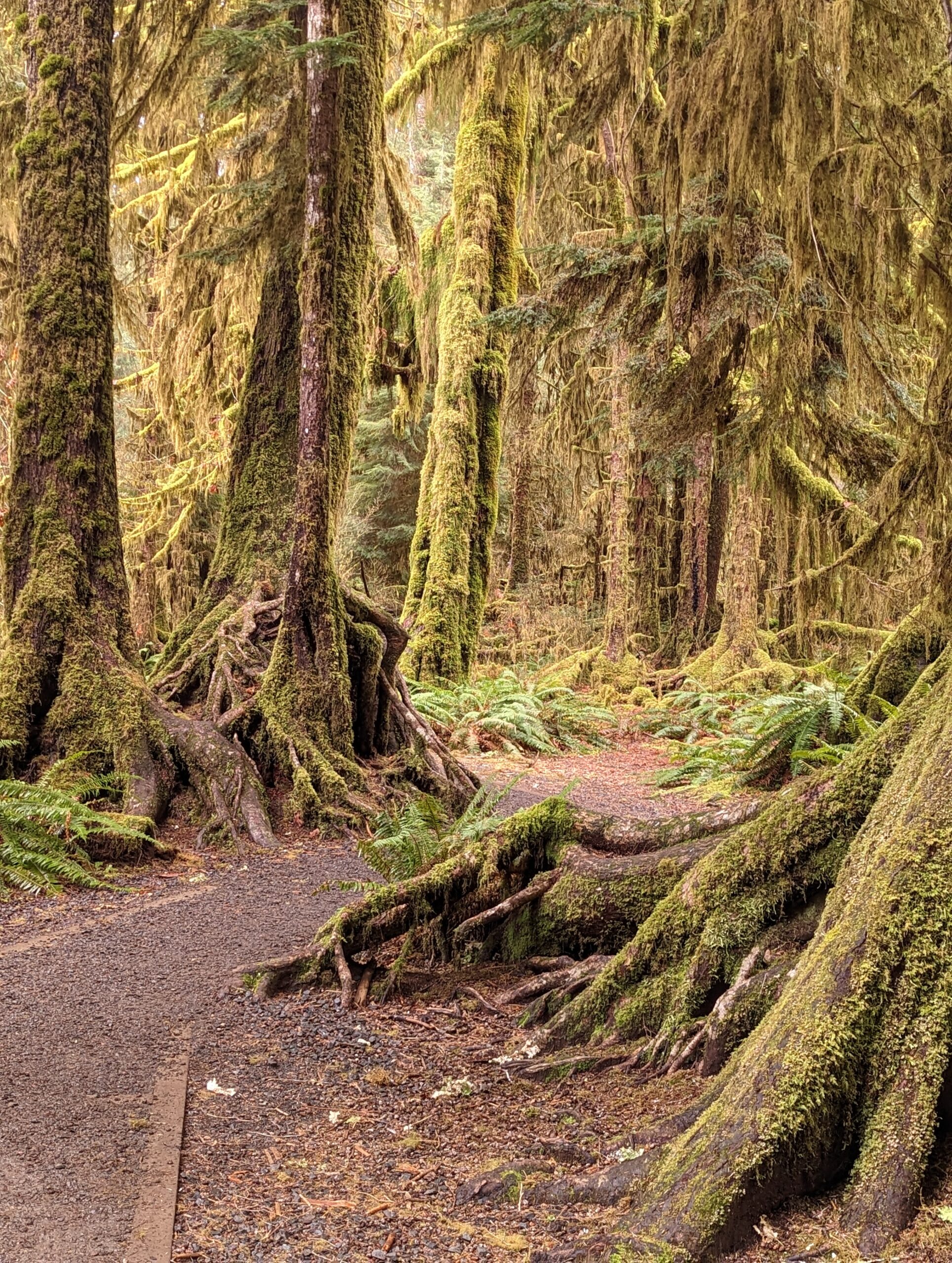 A day in Olympic National Park – Where Kate's Been